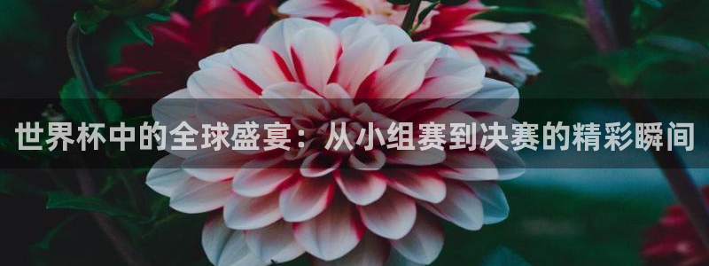 2026年世界杯直播平台：世界杯中的全球盛宴：从小组赛到决赛的精彩瞬间